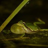 Rosnicka zelena - Hyla arborea - European Treefrog 0017